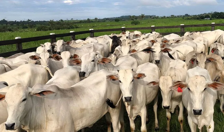 Foto: Fazenda Nova Jurema | Divulgação