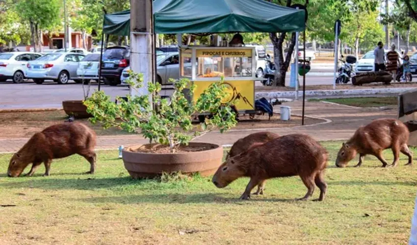 Foto: Flaviana OX | Prefeitura de Palmas