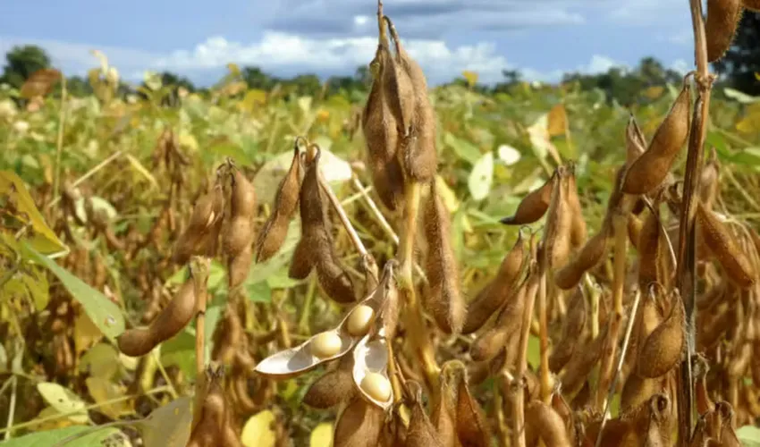 Foto: Adapec | Governo do Tocantins