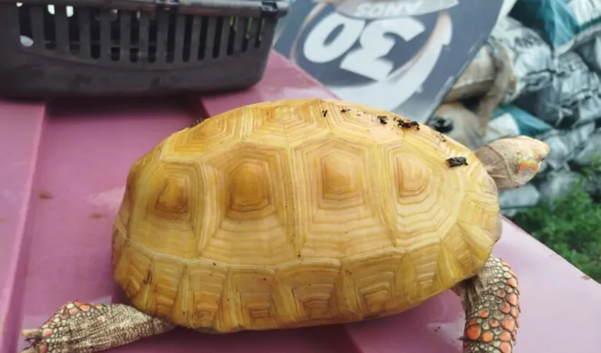 Foto: Divulgação | GMP Ambiental