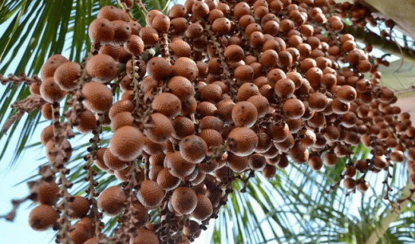 Foto: Seagro | Governo do Tocantins