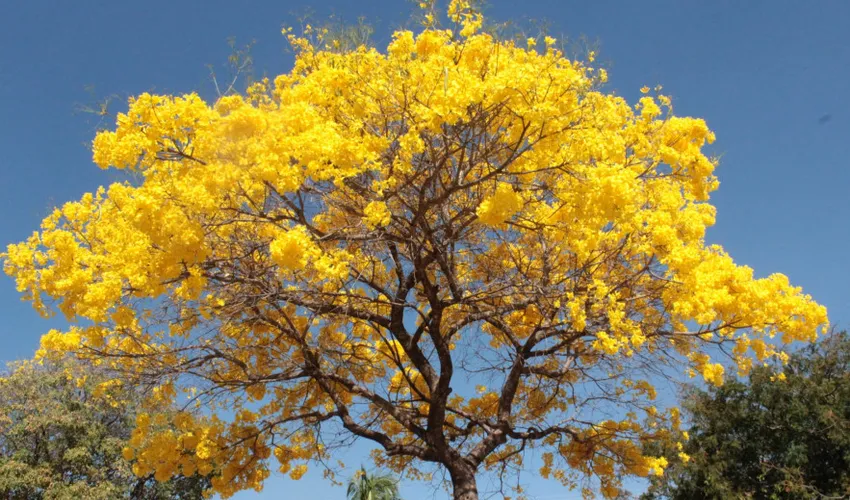  Foto: Marcel de Paula | Governo do Tocantins 