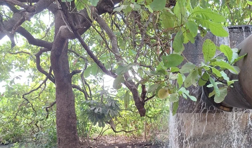 Foto: Divulgação | ARP 