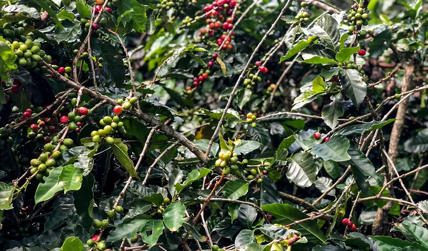 Café | Foto: Paula Laboissiére | Agência Brasil
