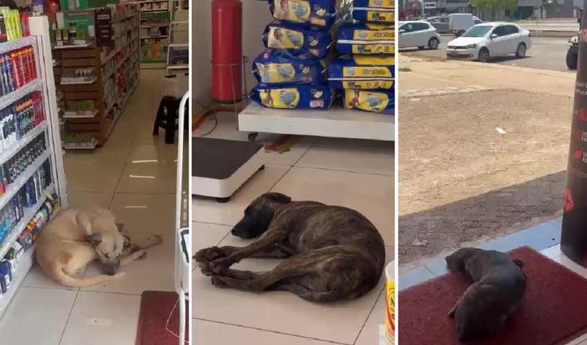 Foto: Reprodução | Jéssica Sá 