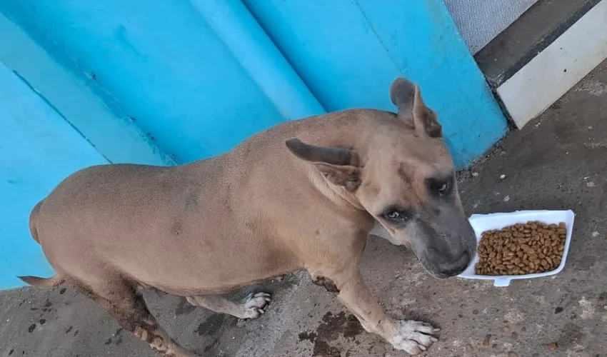 Um dos cachorros que Nilzza alimenta | Foto: Arquivo pessoal