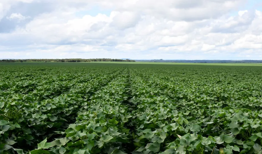Foto: Majuh Souza | Governo do Tocantins